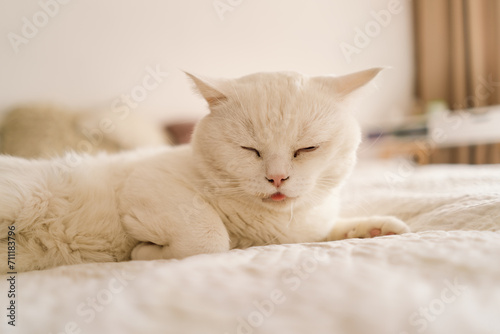 A sick Scottish cat is lying on the sofa. The cat is drooling due to illness.