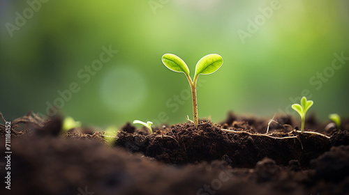 Emerging Growth  Captivating Image of Vibrant Green Sprouts Reaching for Light.