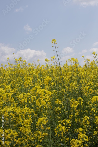 rape blossoms