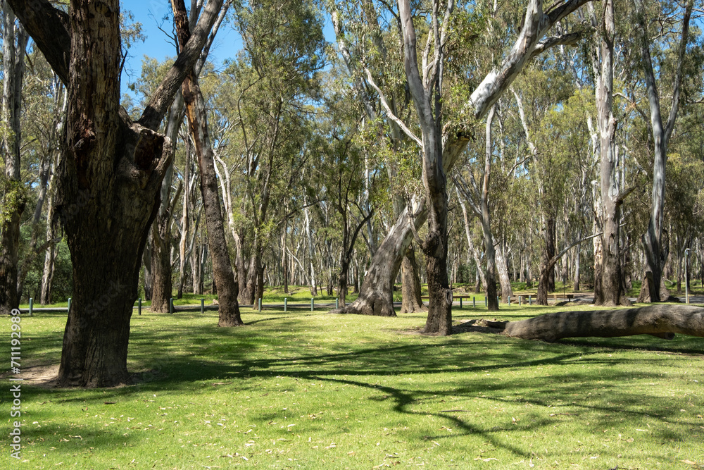 Australian nature landscape with well-maintained public grass lawn and large gum trees Eucalypt Background texture of an outdoor unpowered camping ground, timber bollards on roadside. Copy space.