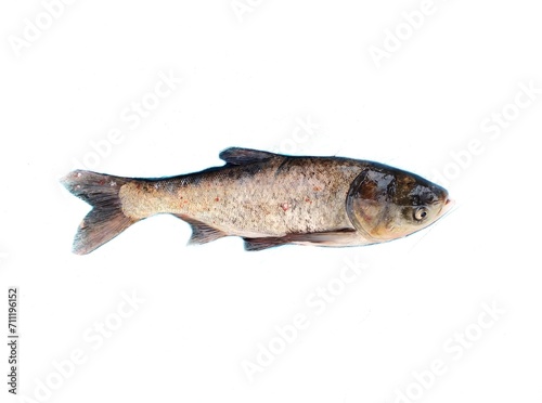 The bighead carp (Hypophthalmichthys nobilis) is a species of cyprinid freshwater fish native to East Asia. It is one of the most intensively exploited fishes in fish farming. 