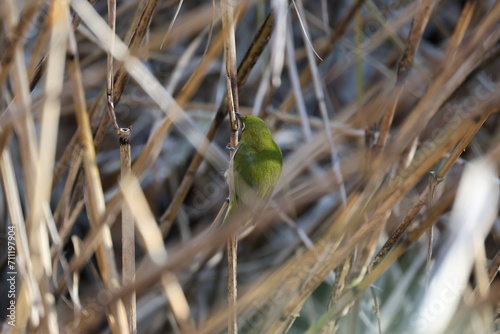 枯草の間に潜むメジロ
