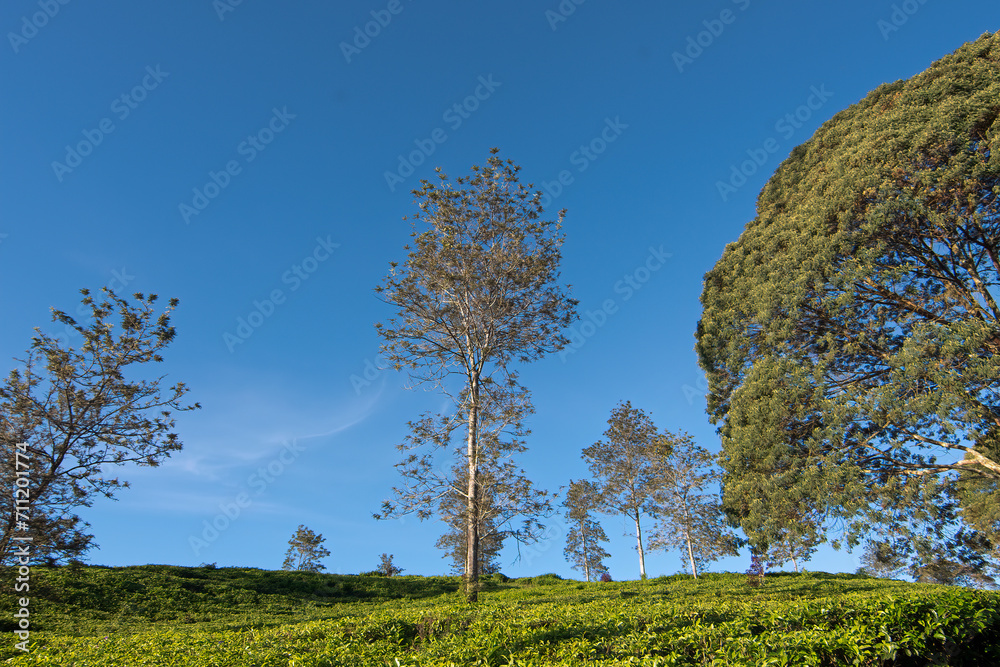 beautiful morning atmosphere on a tea plantation in Bandung, West Java beautiful morning atmosphere on a tea plantation in Bandung, West Java