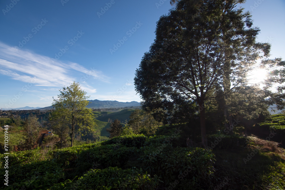 beautiful morning atmosphere on a tea plantation in Bandung, West Java beautiful morning atmosphere on a tea plantation in Bandung, West Java