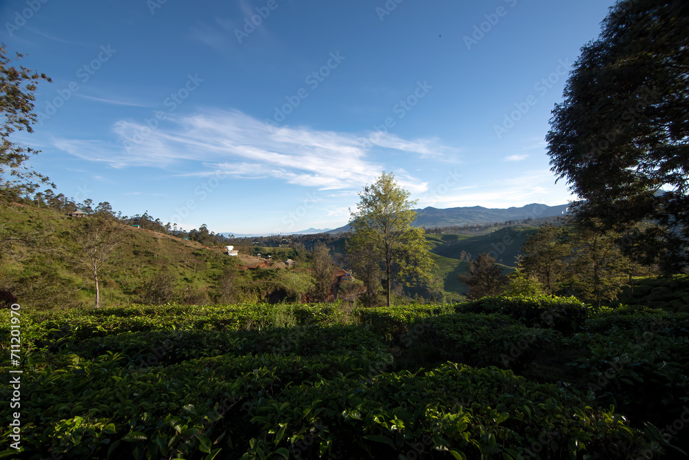 Obraz premium beautiful morning atmosphere on a tea plantation in Bandung, West Java