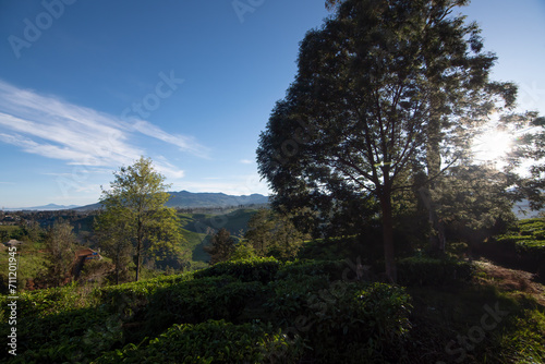 beautiful morning atmosphere on a tea plantation in Bandung, West Java