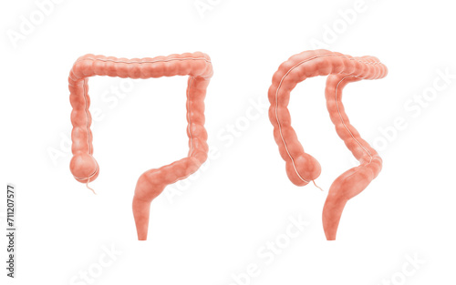 Intestinal tract with digestive health concept  3d rendering.