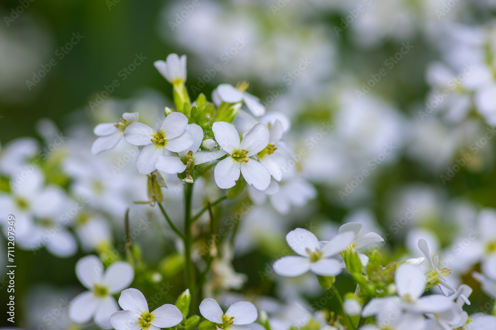 Arabis caucasica ornamental garden white flowers in bloom, mountain rock cress flowering plants in the garden