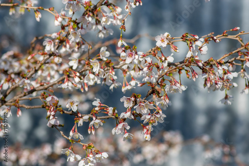 Prunus incisa Kojou-no-mai flowering early spring ornamental tree, beautiful small bright white flowers in bloom on branch