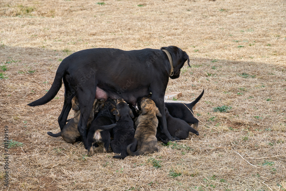 Black Lab mother dog breastfeeding the puppies.