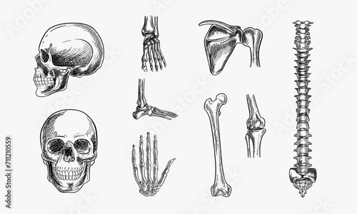 human skeleton, bones and joints, isolated on white background. vector hand drawn sketch illustration. doodle anatomy icons set