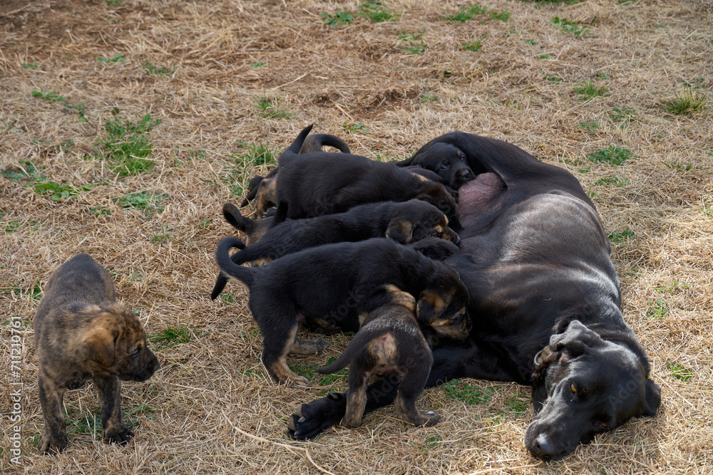 Black Lab mother dog breastfeeding the puppies. Black Lab mother dog breastfeeding the puppies.
