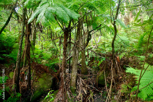 Wild Suburban rainforest