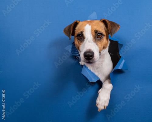 Funny dog jack russell terrier climbs out of a paper blue background breaking a hole in it. 