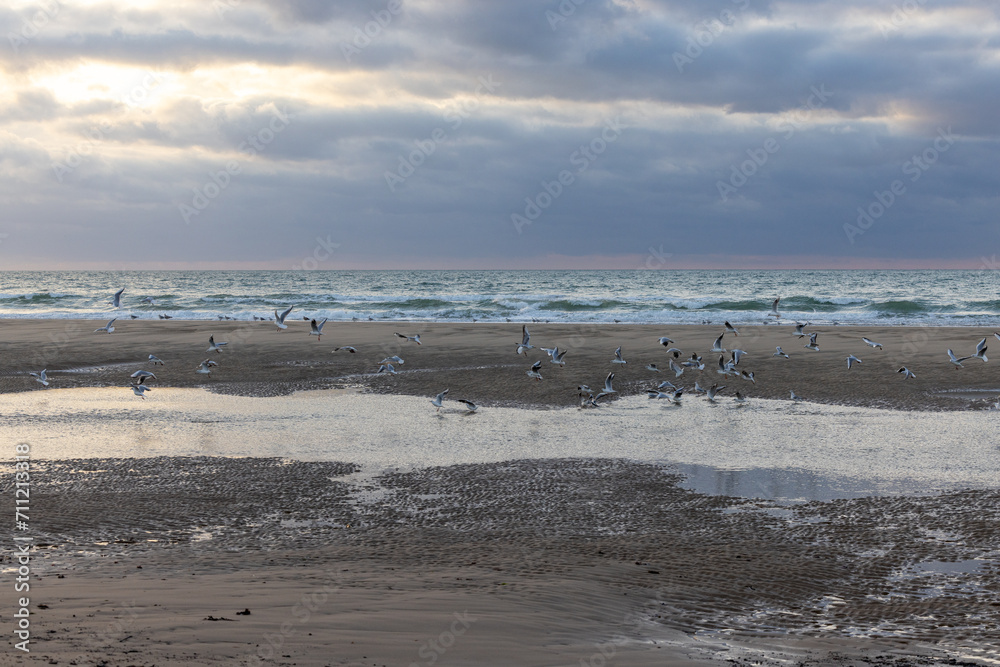 This photograph captures the dynamic interplay of light and shadow as a flock of seabirds congregates on a sandy beach. The ocean serves as a backdrop, its waves gently cresting and falling in a