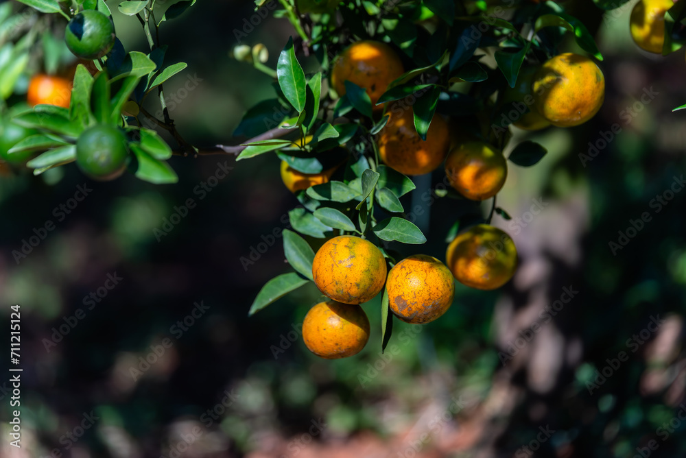 Close up tangerines on tree branches in a tangerine garden.