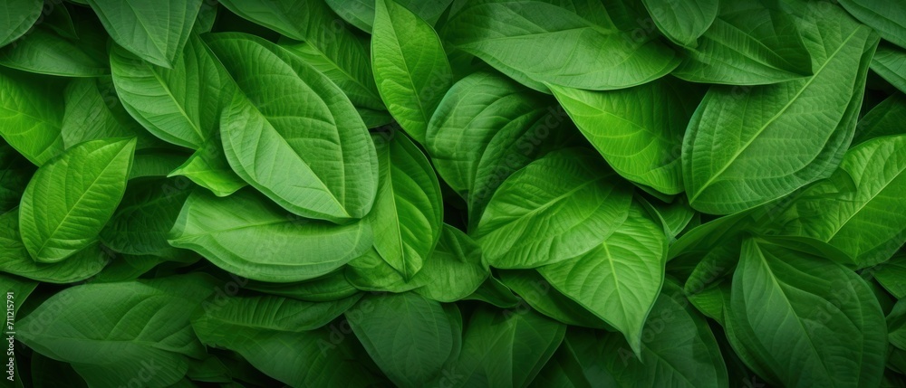 Natural pattern green leaf texture background Natural pattern green leaf texture background
