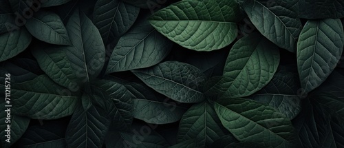 Natural pattern dark green leaf texture background