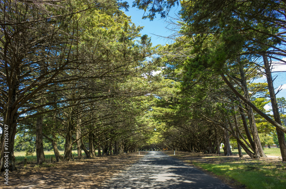 Background texture of a tranquil Road Covered by the Shade of a Majestic Pine Tree in Victoria Park, Ballarat. VIC Australia Background texture of a tranquil Road Covered by the Shade of a Majestic Pine Tree in Victoria Park, Ballarat. VIC Australia