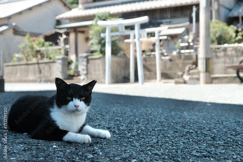 cat on the street next to shrine