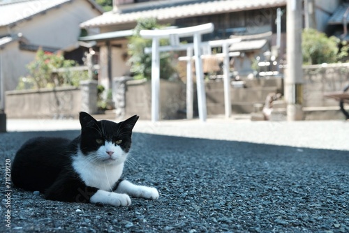 Obraz na płótnie cat on the street next to shrine w salonie