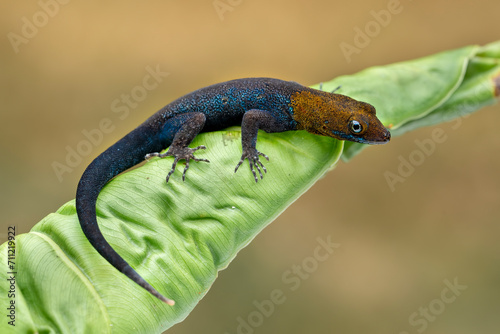 Yellow-headed Gecko (Gonatodes albogularis) is a smallish species of gecko found in Central and South America.