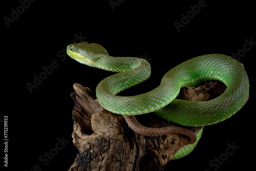 Green Viper (Trimeresurus insularis) is a venomous pit viper species found in Indonesia.