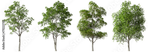 Isolated trees gardening standing growth shapes transparent backgrounds 3d rendering png