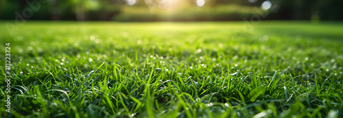 Close up green grass texture background view. copy space. 	
 photo