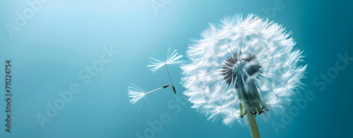 Close up of grown dandelion with dandelion seeds blowing away  isolate on blurred blue background. copy space.