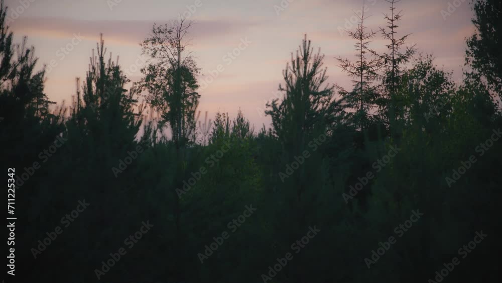 Tree tops during sunset in a Swedish pine forest