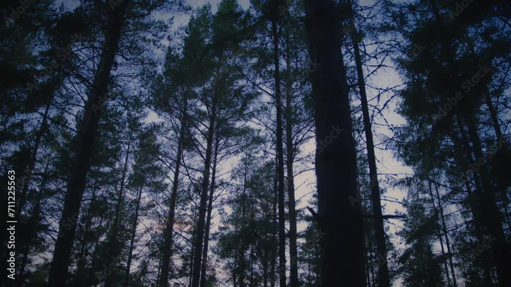 Treetops in a dark pine forest in Northern Europe Treetops in a dark pine forest in Northern Europe