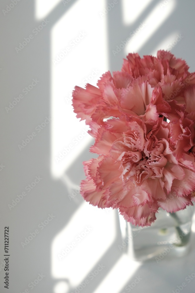 pink carnation flower