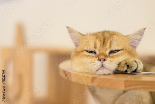 cute cat is sleeping on a cat bed
