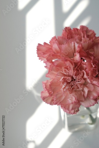 Obraz na płótnie pink carnation flower w salonie