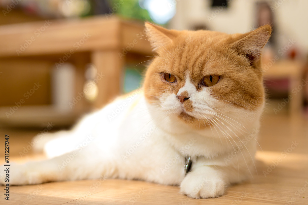 Cute cat lying on wooden floor, , concept of pets Cute cat lying on wooden floor, , concept of pets