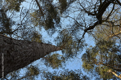Fototapeta Naklejka Na Ścianę i Meble -  trees and sky