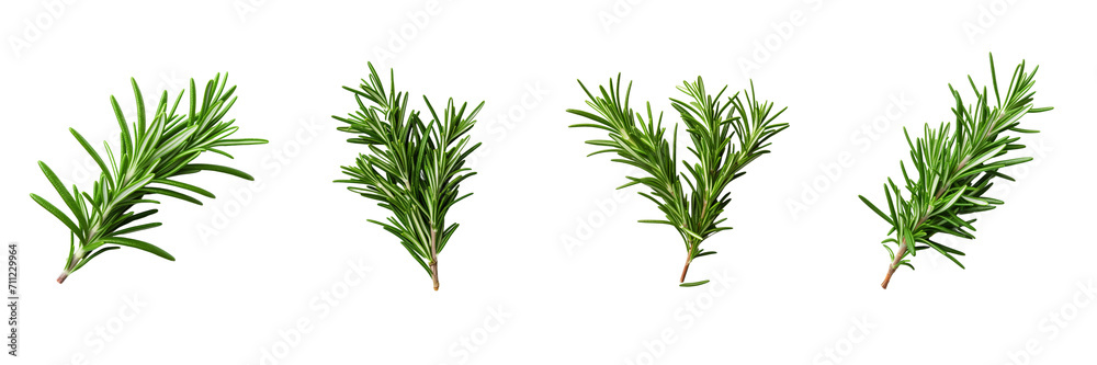 Fototapeta premium Set of rosemary isolated on a transparent background