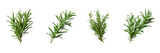 Set of red rosemary isolated on a transparent background