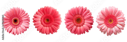 Set of gerbera top view isolated on a transparent background