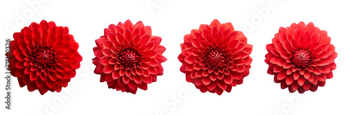 Set of red dahlia isolated on a transparent background