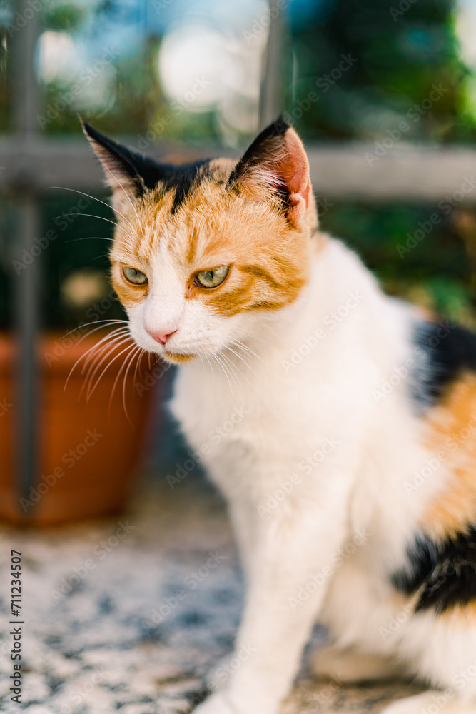 Tricolor cat sits thoughtfully on a garden fence