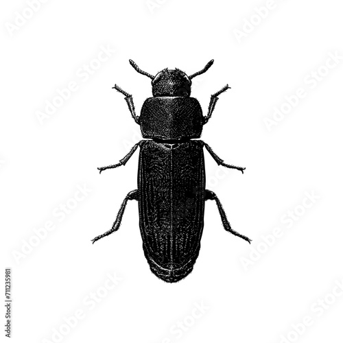 Flour Beetle hand drawing vector isolated on background.
