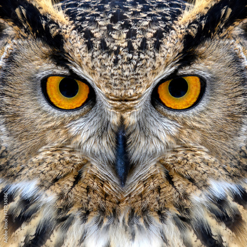 Owl looking big eyes out of the darkness close © byrdyak