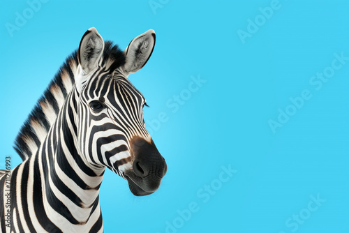 zebra isolated on blue background   copy space for text