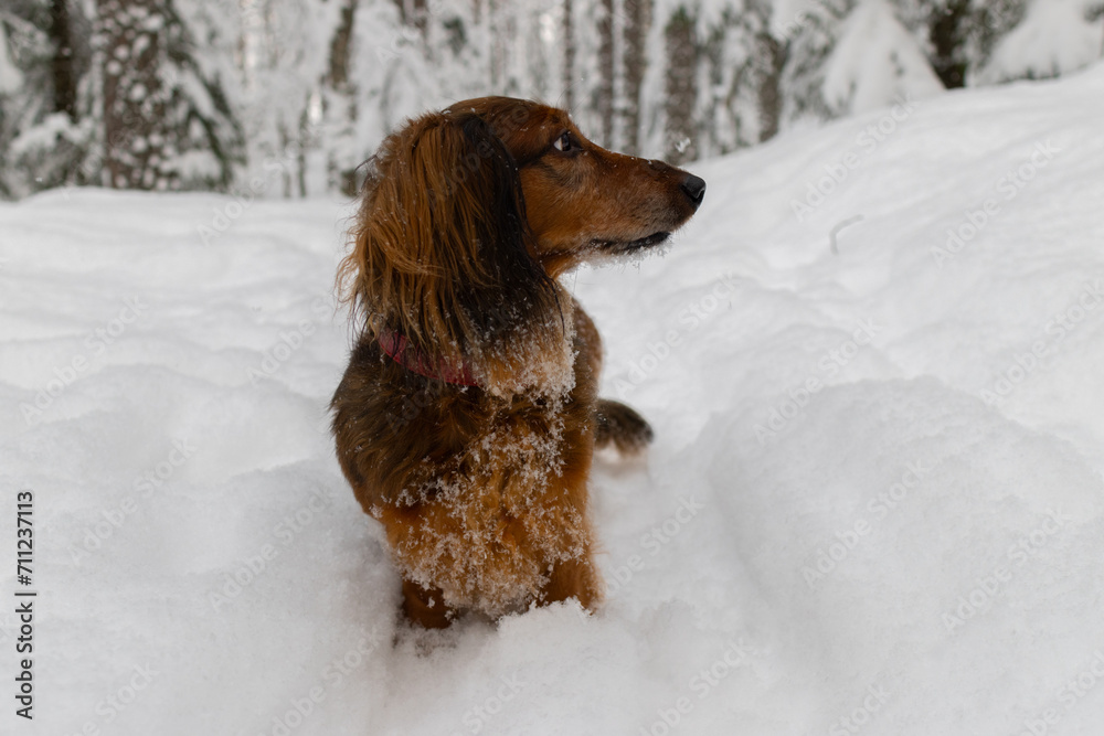 Portrait of red longhaired dachshund sitting in snow and looking aside in winter forest, small fluffy pet with big snowy ears walking outdoor