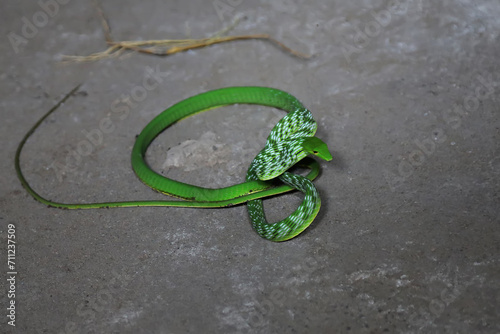 An oriental whipsnake readily attacks animals that approach its territory. This exotic reptile has the scientific name Ahaetulla prasina.