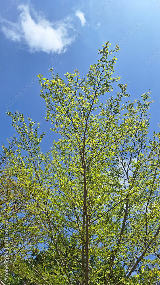 Fototapeta premium tree in the sky