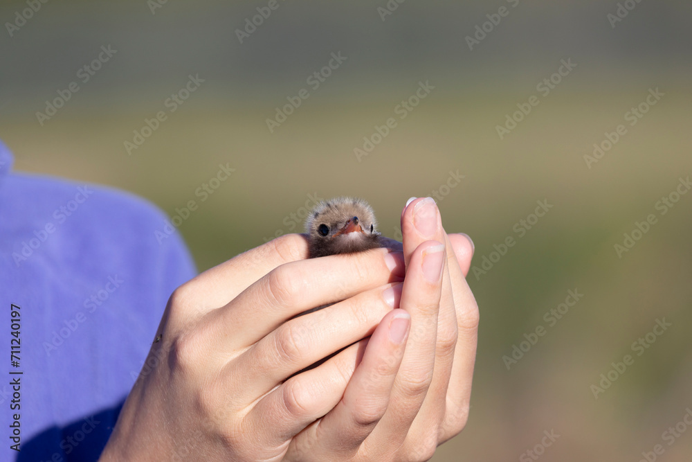 A small chick in the hands of a ornithologist