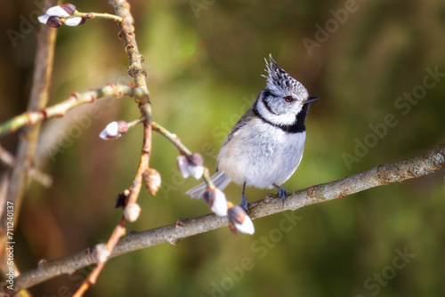 Crested tit sitting on a tree branch close up